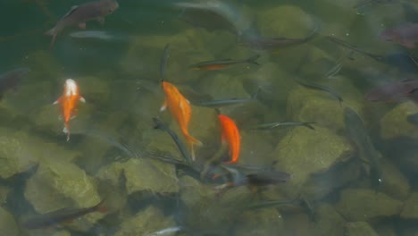 Karpfen-Und-Goldfische-Im-Teich
