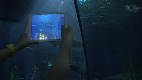 Taking-pictures-of-shark-by-tablet-at-big-aquarium-Siam-Ocean-World-Bangkok-Thailand