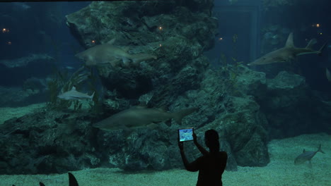 Taking-pictures-of-sharks-by-tablet-at-big-aquarium-Siam-Ocean-World-Bangkok-Thailand