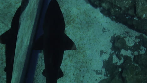 Small-shark-swimming-under-glass-floor-in-oceanarium