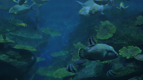 Close-up-shot-of-tropical-fishes-and-corals-in-aquarium-Siam-Ocean-World-Bangkok-Thailand