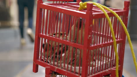 Birds-in-cage-for-sale-Bangkok-Thailand