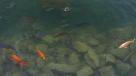 Goldfische-Und-Karpfen-Im-Klaren-Wasser