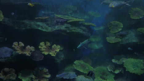 Fish-swimming-in-oceanarium