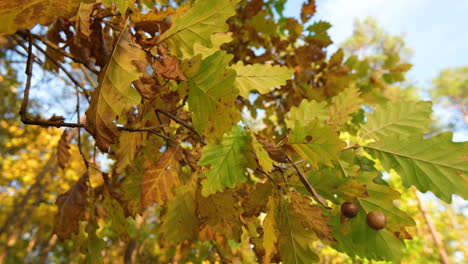 Herbstbrise:-4K-Nahaufnahme-Tanzender-Herbstblätter