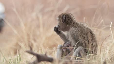 Portrait-Of-A-Vervet-Monkey-And-Baby-In-Dry-Grass-Fields-During-Summer