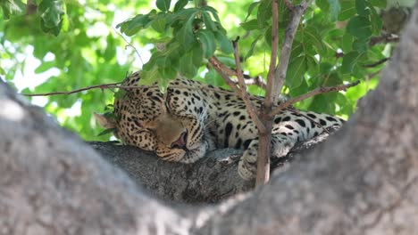 African-Leopard-Sleeping-On-The-Tree-Branch