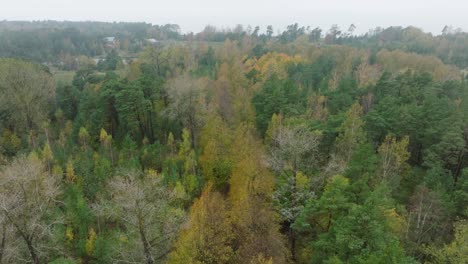 Establishing-view-of-the-autumn-linden-tree-alley,-empty-pathway,-yellow-leaves-of-a-linden-tree-on-the-ground,-idyllic-nature-scene-of-leaf-fall,-overcast-autumn-day,-wide-drone-shot-moving-forward