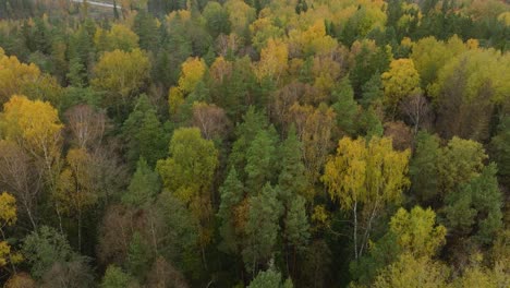 Establishing-aerial-view-of-the-autumn-forest,-yellow-leaves-on-trees,-idyllic-nature-scene-of-leaf-fall,-autumn-morning,-wide-drone-shot-moving-forward,-tilt-up