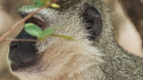 Close-up-Of-Vervet-monkey--Of-Southern-Africa
