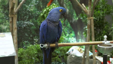 Perching-on-a-man-made-perch-and-feeder-made-of-bamboo-and-steel,-inside-a-cage-in-a-zoo-in-Bangkok,-Thailand