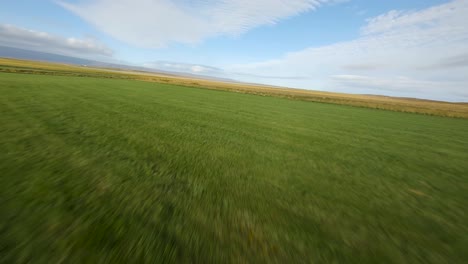 FPV-fly-over:-Lone-Sheep-in-Expansive-Icelandic-Meadow