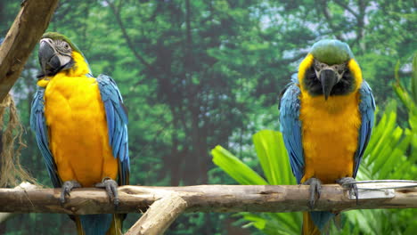 Preening-while-perching-on-a-man-made-branch-on-display-inside-a-cage-in-a-zoo-in-Bangkok,-Thailand