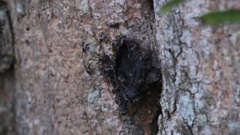 Seen-from-the-side-of-the-tree-as-they-fly-in-and-out-nd-other-guarding-the-entrance,-Stingless-Bees,-meliponines,-Thailand