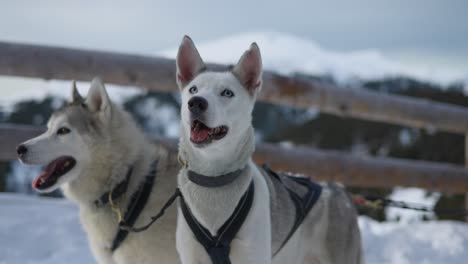 Close-up-of-sled-dogs-in-harnas-ready-to-start-running