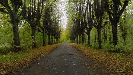 Establishing-view-of-the-autumn-linden-tree-alley,-empty-pathway,-yellow-leaves-of-a-linden-tree-on-the-ground,-idyllic-nature-scene-of-leaf-fall,-overcast-autumn-day,-low-drone-shot-moving-forward