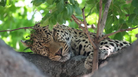 Leopardo-Africano-Acostado-En-Una-Rama-Grande-Mientras-Duerme