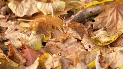Umgestürzte-Baumblätter-Auf-Dem-Boden,-Herbstfarben,-Nahaufnahme-Der-Pfanne