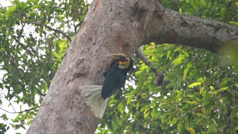 Male-feeding-the-individuals-inside-as-the-camera-zooms-out,-Wreathed-Hornbill-Rhyticeros-undulatus,-Male,-Thailand