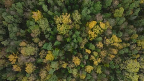 Establishing-aerial-view-of-the-autumn-forest,-yellow-leaves-on-trees,-idyllic-nature-scene-of-leaf-fall,-autumn-morning,-wide-birdseye-drone-shot-moving-forward-slow