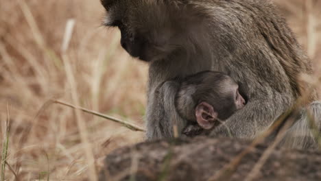 Baby-Vervet-Monkey-Suckling-On-His-Mother