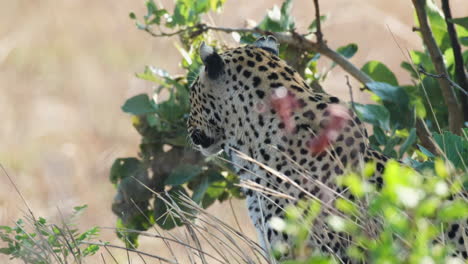 Vigilante-Leopardo-Africano-Que-Cubre-Arbustos-En-La-Naturaleza-Protegida-De-Sudáfrica