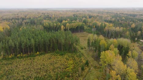 Establishing-aerial-view-of-the-autumn-forest,-yellow-leaves-on-trees,-idyllic-nature-scene-of-leaf-fall,-autumn-morning,-wide-drone-shot-moving-forward