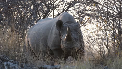 Critically-Endangered-Black-Rhinoceros-Standing-In-The-Savannah