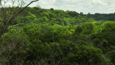 Bosque-Verde-Oronoco-En-El-Parque-Natural,-Minnesota,-Tiro-Deslizante,-Día,-Estados-Unidos