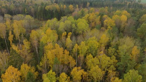Establishing-aerial-view-of-the-autumn-forest,-yellow-leaves-on-trees,-idyllic-nature-scene-of-leaf-fall,-autumn-morning,-wide-drone-shot-moving-forward,-tilt-down