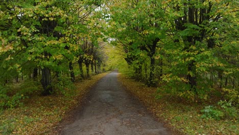 Establishing-view-of-the-autumn-linden-tree-alley,-empty-pathway,-yellow-leaves-of-a-linden-tree-on-the-ground,-idyllic-nature-scene-of-leaf-fall,-overcast-autumn-day,-low-drone-shot-moving-forward