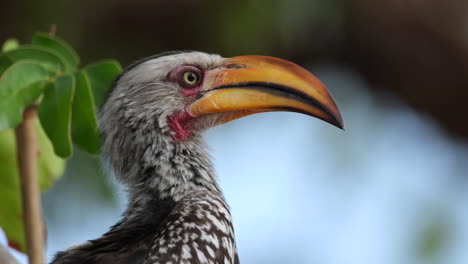 Southern-Yellow-billed-Hornbill-Sitting-On-Tree-Branch---close-up