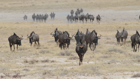 Group-Of-Wildebeest-Walking-In-The-Grassland-During-Migration-In-Africa