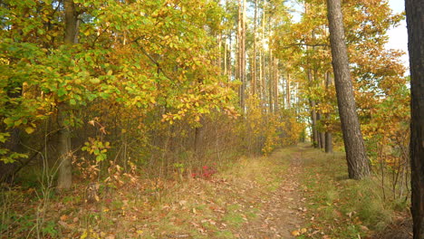 Looking-down-forest-path,-with-fall-leaves