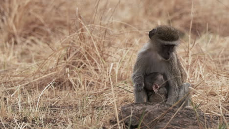 Vervet-Monkey-And-Baby-On-Dry-Grass-Field-In-Savannah-Of-East-Africa