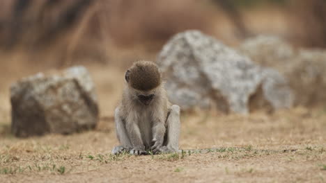 Cute-Young-Vervet-Monkey-Feeding-Small-Grass-On-Arid-Ground