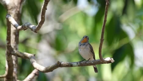 Charmming-flycatcher-looking-up-and-around-for-something-to-eat-while-perched-under-the-shade-of-the-tree-during-a-hot-day,-Red-throated-Flycatcher-Ficedula-albicilla,-Thailand