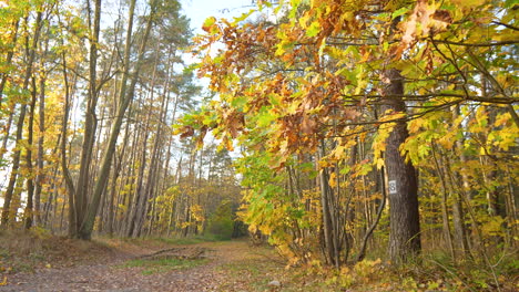 Colorful-fall-forest-path,-slow-camera-reverse