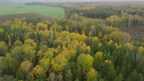Establishing-aerial-view-of-the-autumn-forest,-yellow-leaves-on-trees,-idyllic-nature-scene-of-leaf-fall,-autumn-morning,-wide-birdseye-drone-shot-moving-forward