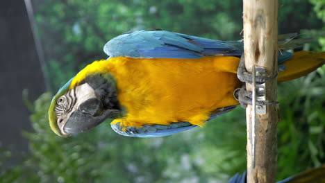 Vertical-shot-of-a-lone-blue-and-yellow-macaw-inside-a-zoo-in-Bangkok,-Thailand