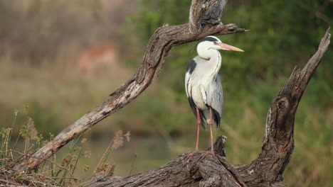 Pájaro-Garza-Gris-Parado-En-Madera-De-árbol-En-Sudáfrica