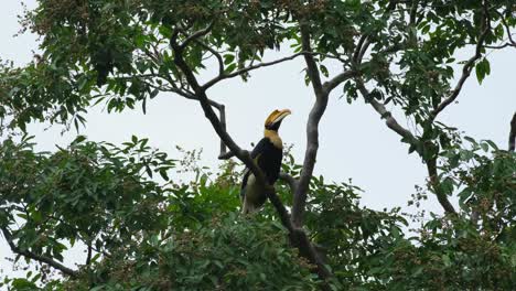 Seen-looking-up-and-around-maybe-ready-to-take-off-while-perched-in-between-branches,-Great-Hornbill-Buceros-bicornis,-Thailand