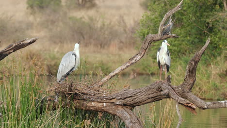 Grey-Herons-Resting-On-Dried-Tree-Branches-In-Wild---wide-shot