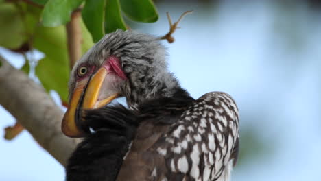 Southern-Yellow-billed-Hornbill-Grooming-Itself---close-up
