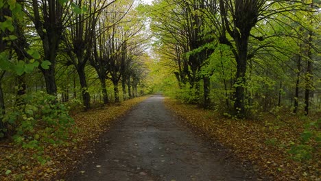 Establishing-view-of-the-autumn-linden-tree-alley,-empty-pathway,-yellow-leaves-of-a-linden-tree-on-the-ground,-idyllic-nature-scene-of-leaf-fall,-overcast-autumn-day,-wide-drone-shot-moving-back-low