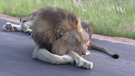 Close-Up-of-Peaceful-Lions-Sleeping-on-the-Road-in-African-Game-Park