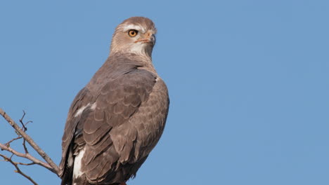 Pájaro-águila-Africana-Alerta,-Encaramado-Contra-El-Cielo-Azul-Claro