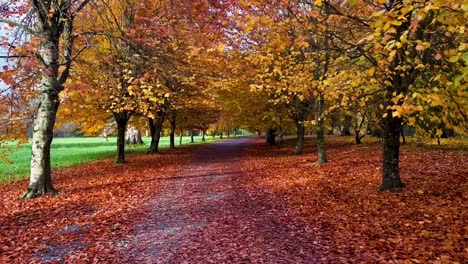 Herbstliche-Ruhe:-Ein-Ruhiger-Waldspaziergang-Inmitten-Goldener-Blätter-Und-Sonnenbeschienener-Baumkronen-|-Die-Herbstfarben-Der-Natur