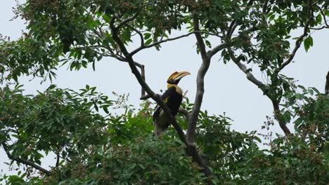 Preening-its-left-wings-and-then-looks-up-while-perched-on-a-branch,-Great-Hornbill-Buceros-bicornis,-Thailand