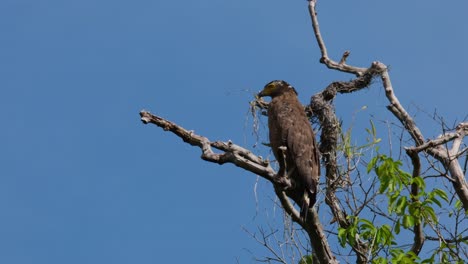 Seen-from-its-back-perched-up-high-the-tree-and-then-turns-its-head-to-look-to-the-left-and-then-back-to-where-it-was-focused-on,-Crested-Serpent-Eagle-Spilornis-cheela,-Thailand